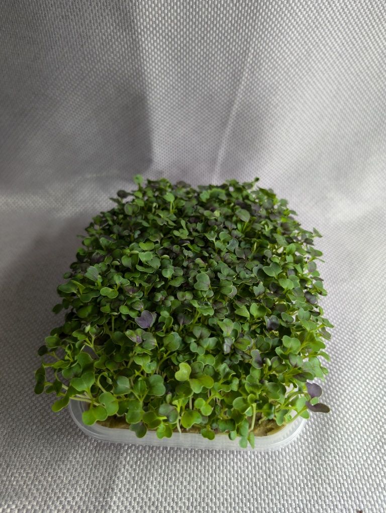 Микрозелень для ресторанов и физ. лиц.