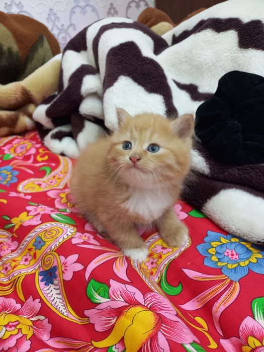 Продаются породистые котята