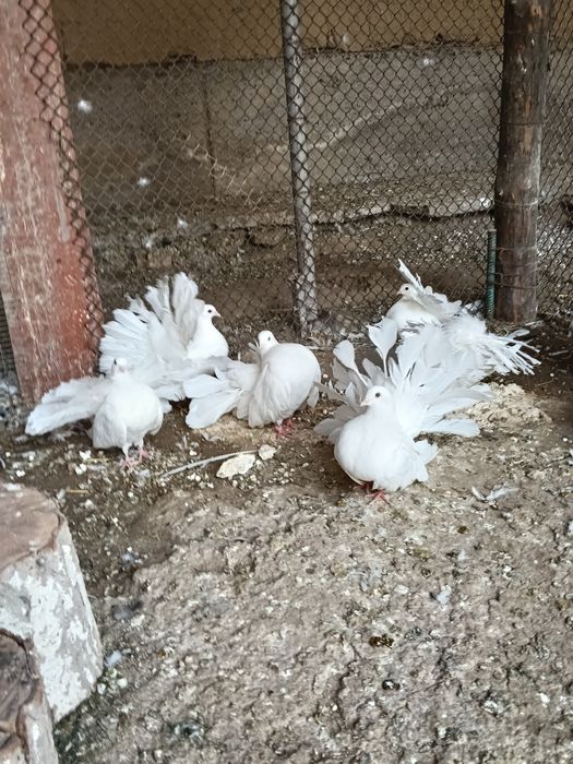 Продам павлинов с большими хвастами