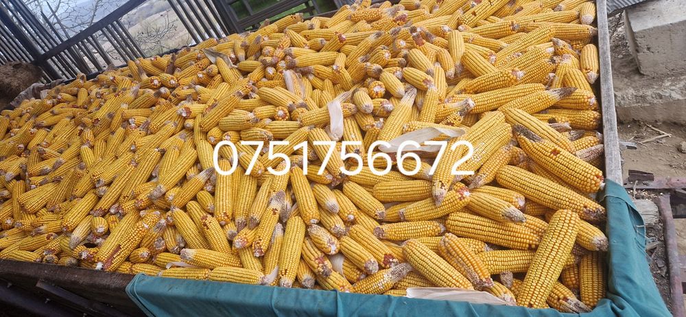 Porumb știulet 2025