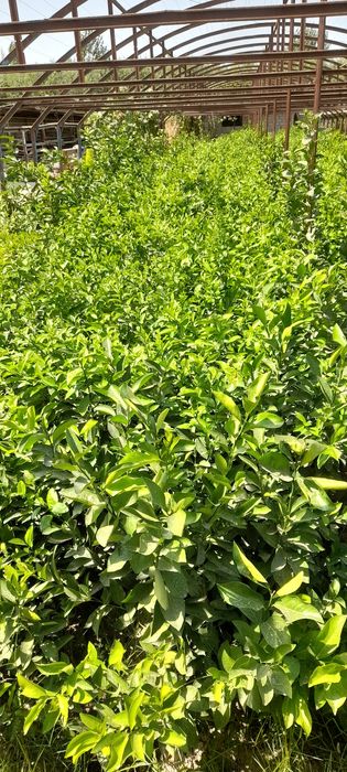 Лимон кучатлар бор