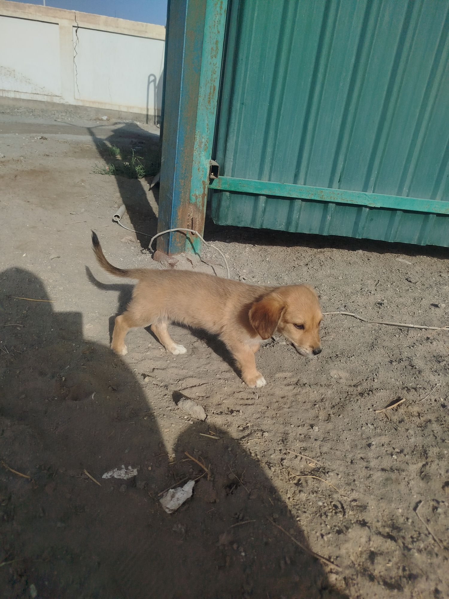 Kuchuk sotiladi urg'ochi aklli it