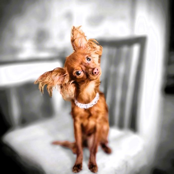 Русский мини той. Кобель. Вязка