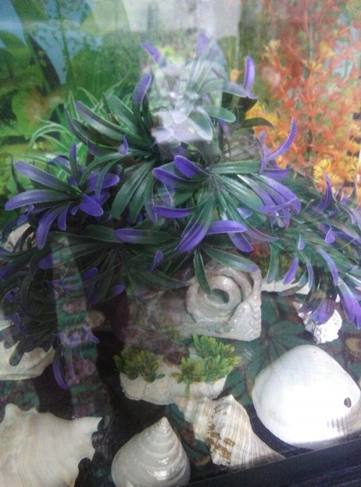 Продаю водоросли для аквариума