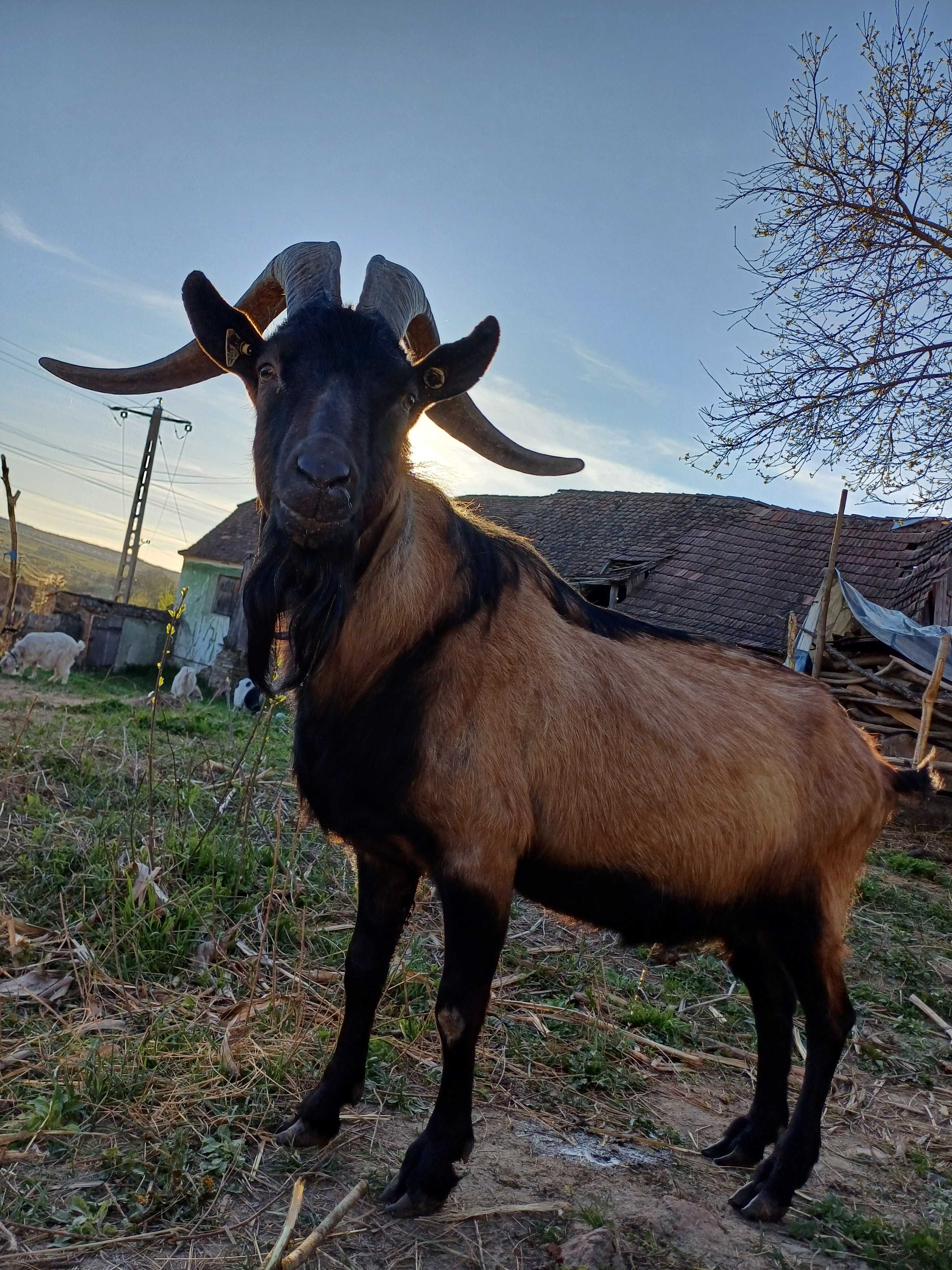 Vând țap Alpin Fracez