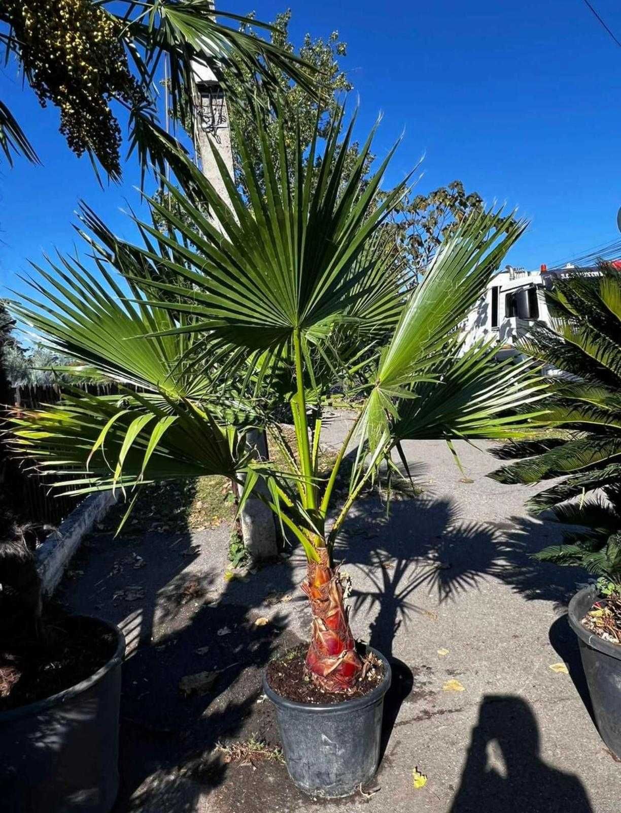 Tei Tilia , Mesteacan , Palmier Trachycarpus Fortunei Pin matasos