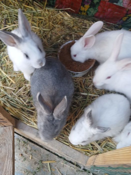 Ona quyon va bolalari sotiladi