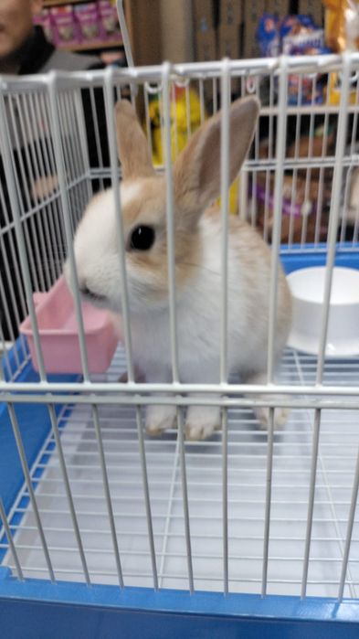 Продам кролика с клеткой мальчик