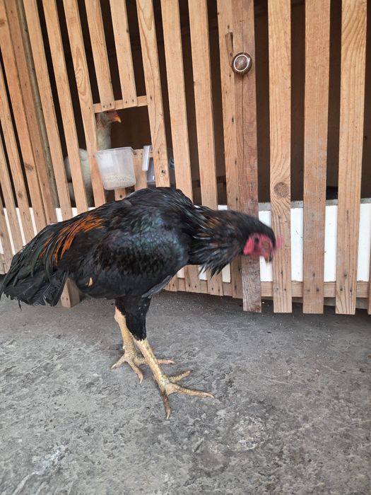 Dakan Mart Toza Chempion bolasi