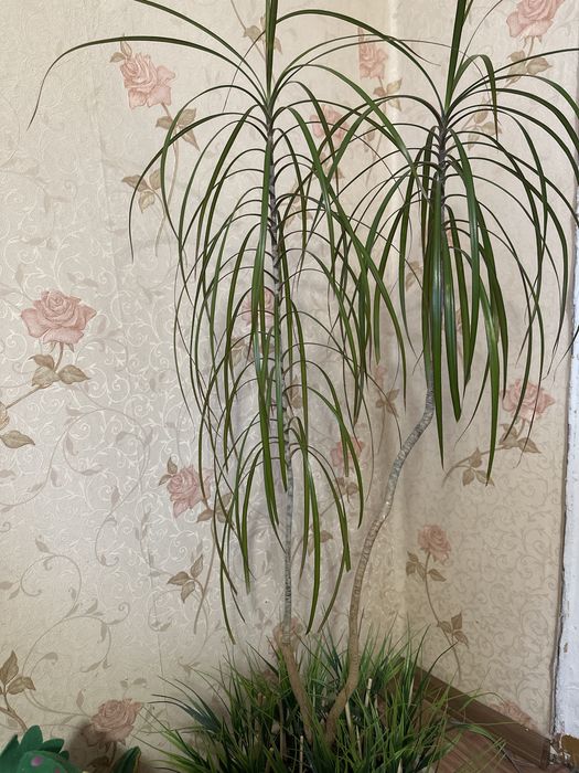 Продается взрослое растение драцена