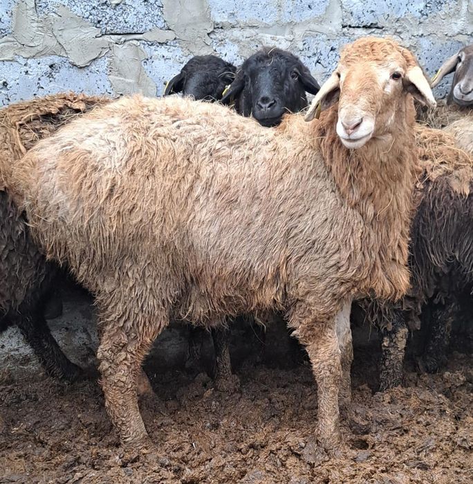 Продам кошкара или обмен на кошкара