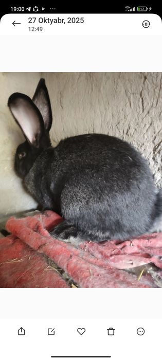 Flandr gigant quyon sotiladi