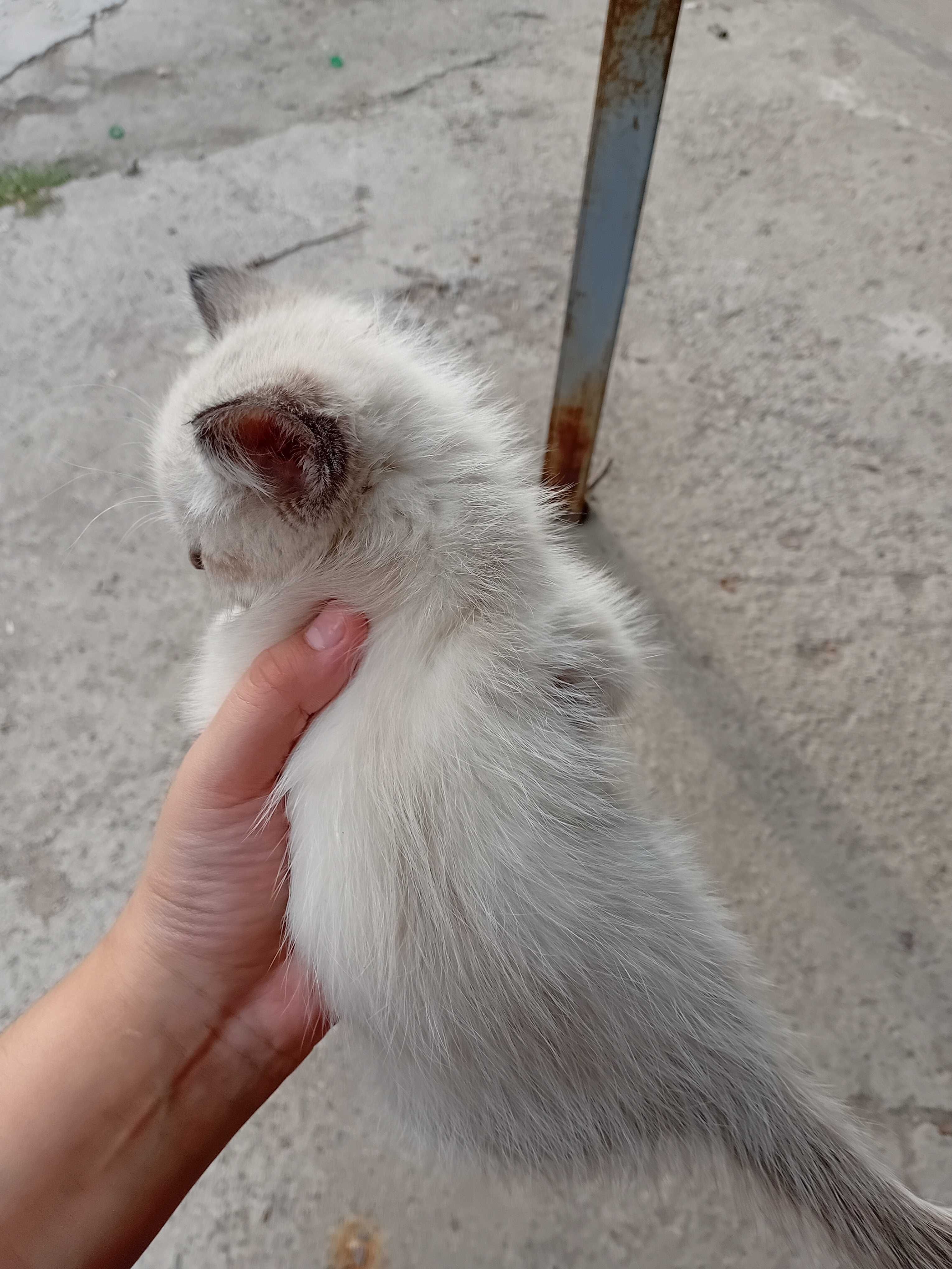 Бесплатно котята