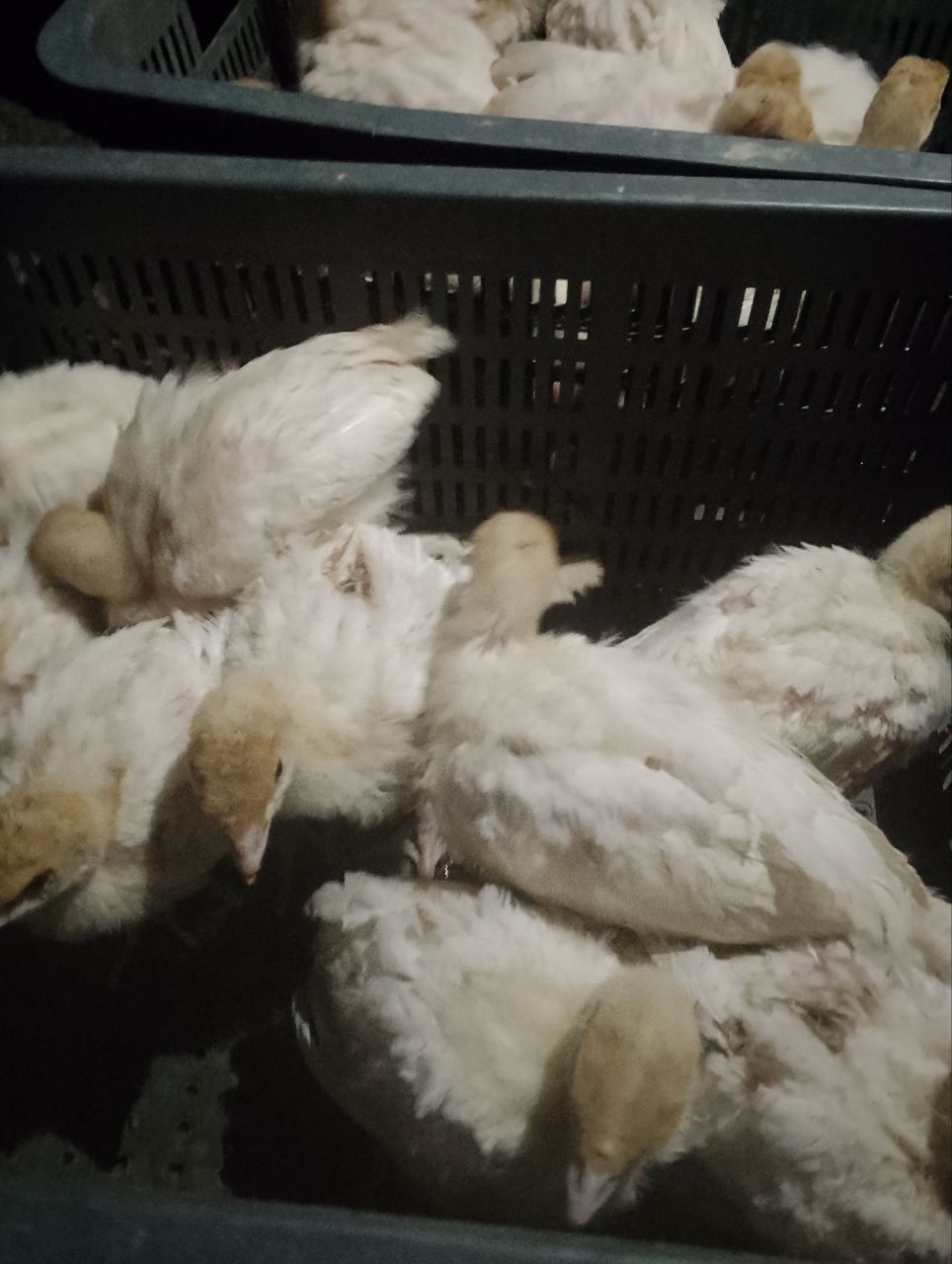 Урдак жужа парандаларни хамма туридан бор