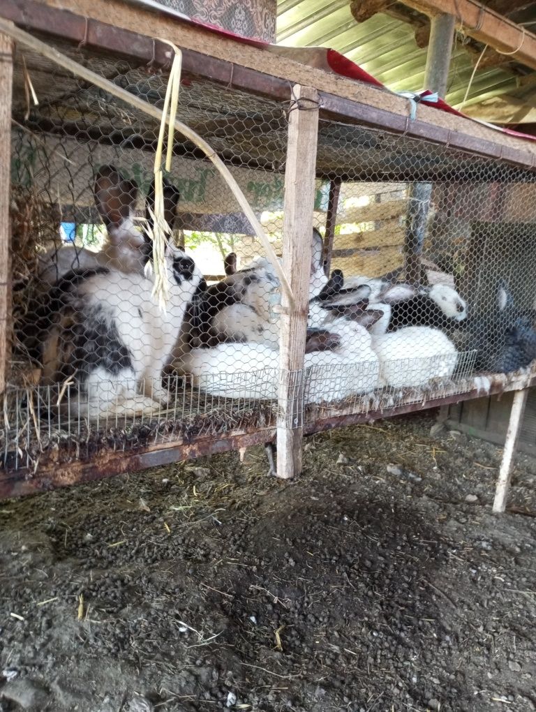 Продавам угоени зайци