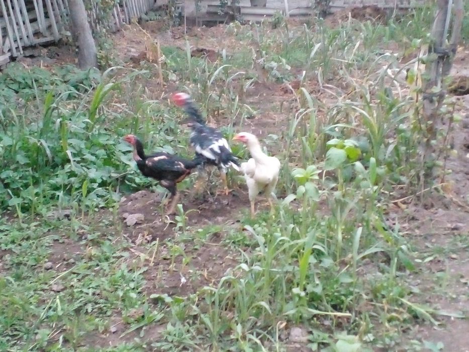 1та шамо хуроз 2та мокиен сотилади