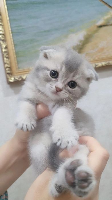 Scottish fold winwilla