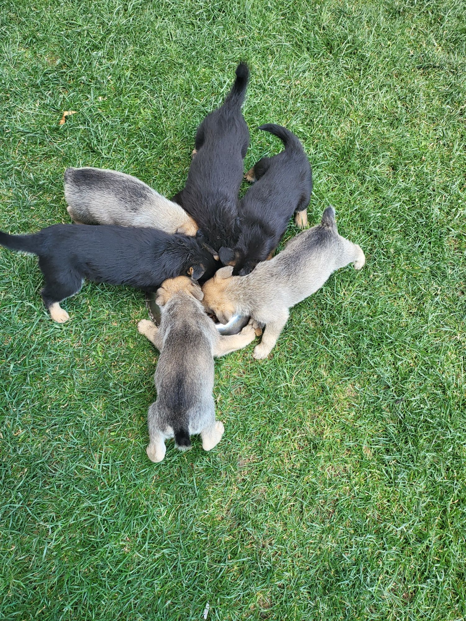 Se ofere spre adopție cățeluși pui de 6 săptămâni