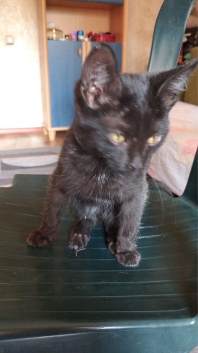 Отдам котенка мальчик  в хорошие руки