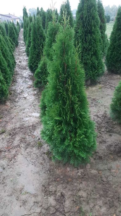 Vând mesteacăn, tei, platan, brazi, tuia