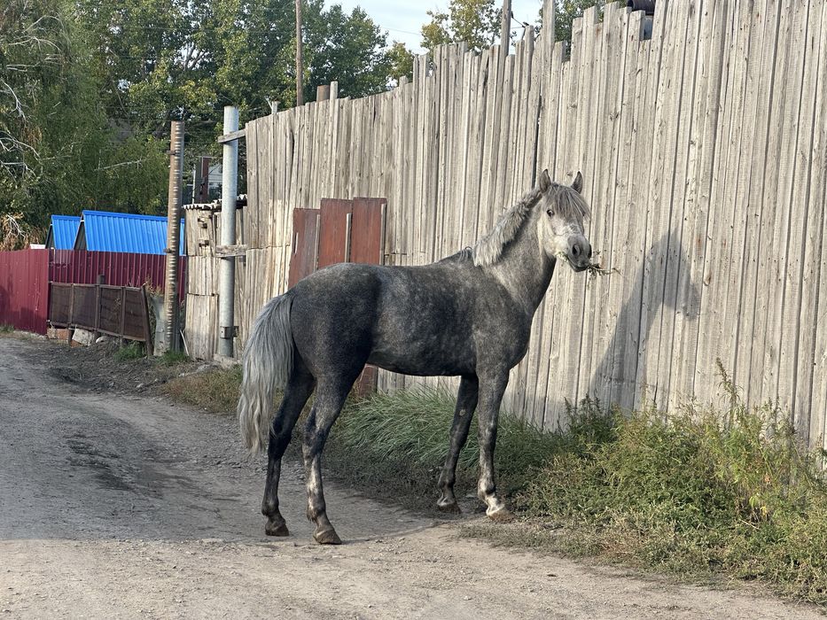 Лощадь 4года,полукровка