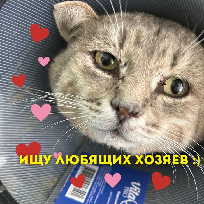 Отдам кота в добрые руки