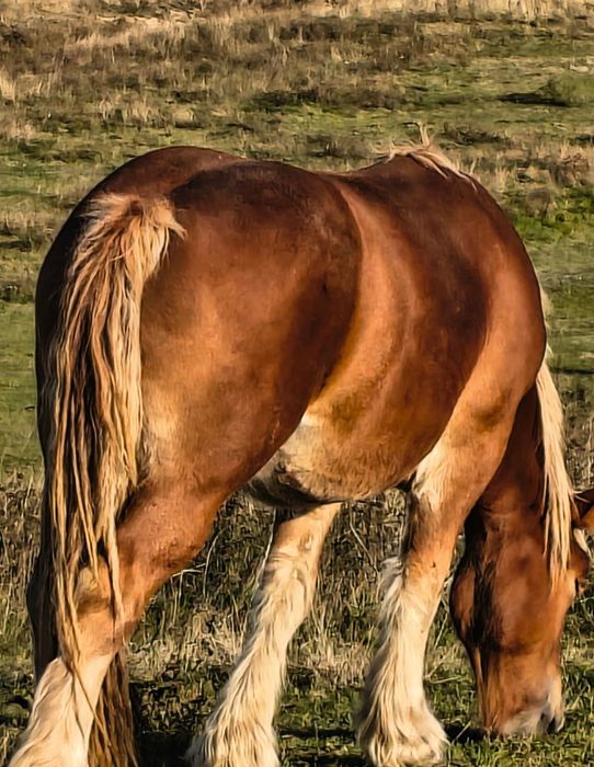 Cai mânji de vânzare
