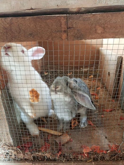 Quyonlar bolari sotiladi