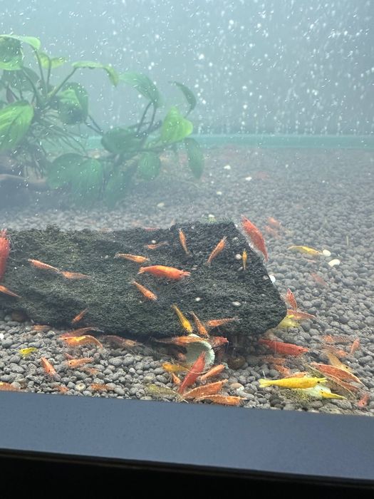 Krivetka sotiladi qizil limonniysi bor криветка криветки