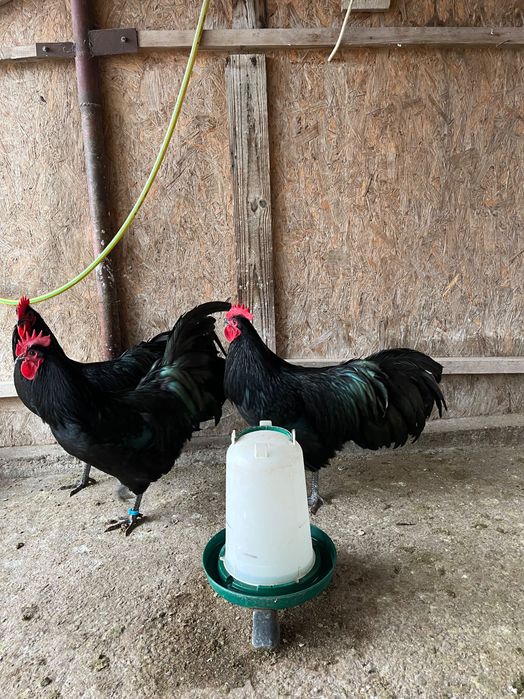 Cocoși australorp negru 2025