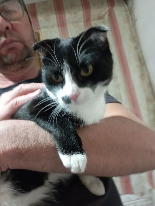 Кошка. 6месяцев.