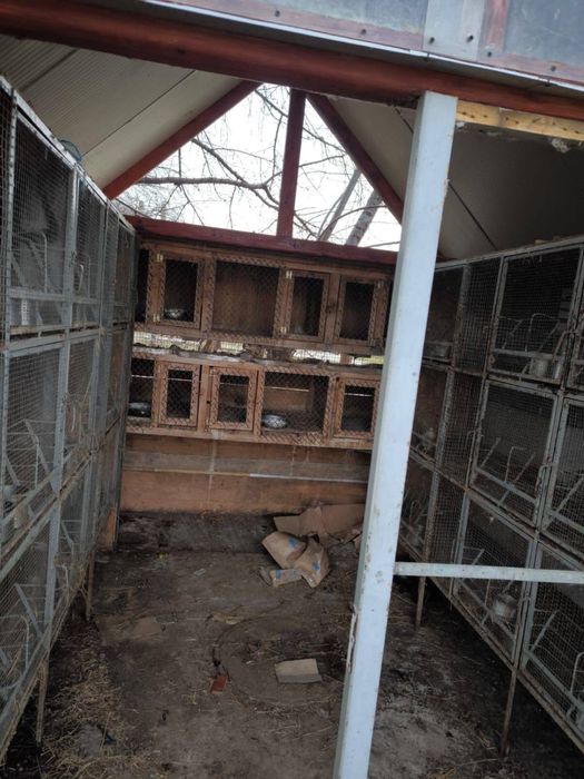 Custi iepuri,pui,etc…