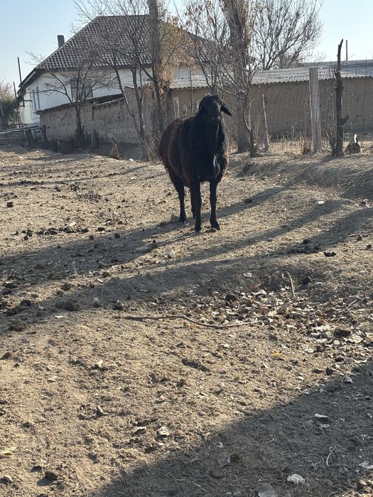 Кошкар сатылады 2 жасар