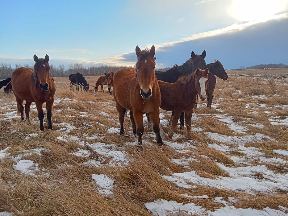 Продам лошадку тайчик полутяж