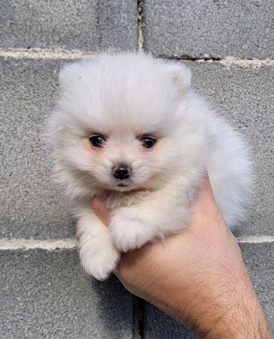 Померан-мини шпиц !!!