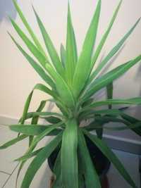 Yucca plante ornamentale de apartament Timisoara