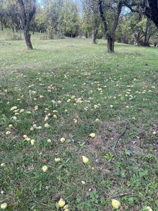 Pere pentru țuică