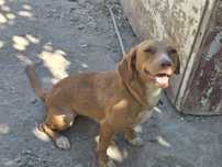 Ovchi it laqabi Linda jinsi qiz 1yoshda