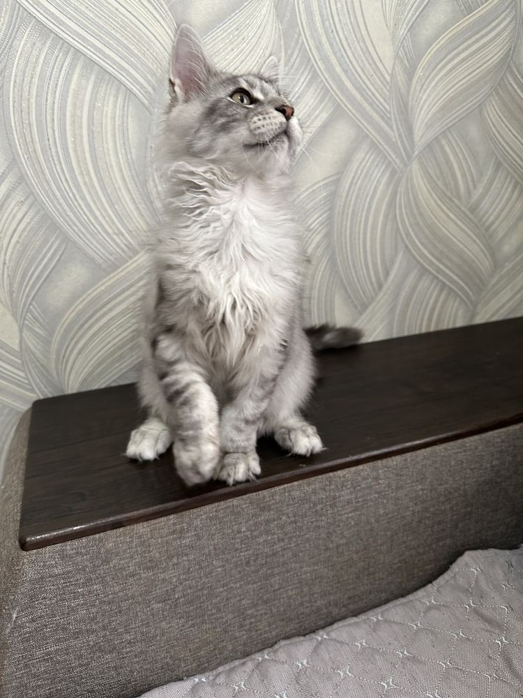 Шикарный котенок породы  Мейн-кун