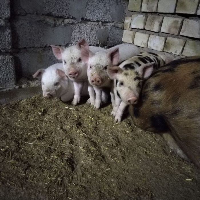 Продам домашних поросят