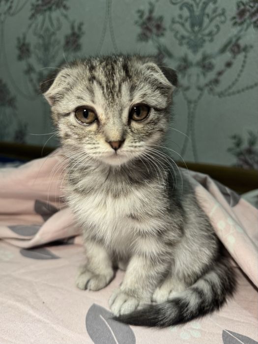 Scotish fold mushukcha