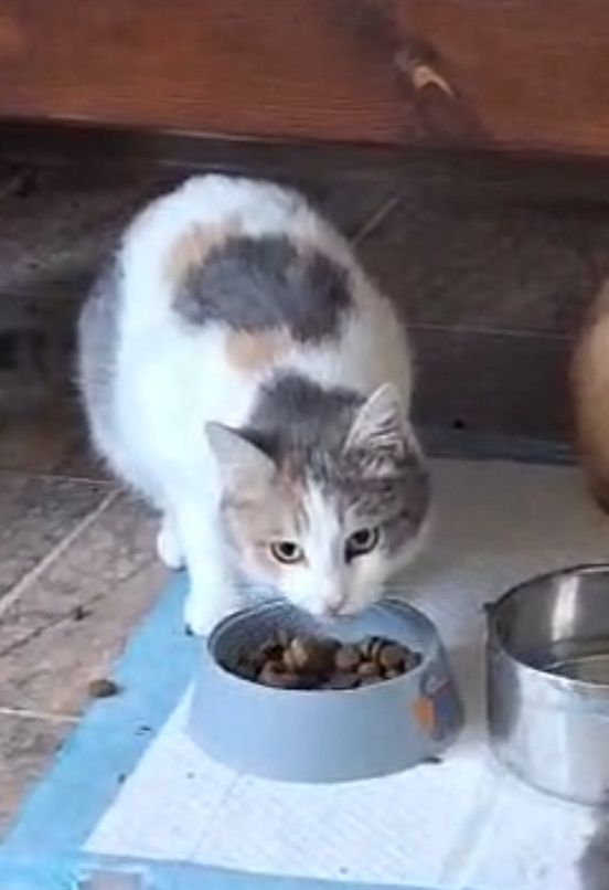 В добрые руки кошка
