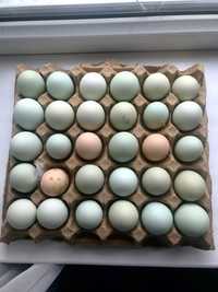 Яйца инкубационные породы Амерауканы