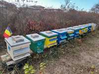 Vând 10 familii de albine fară ladă sau cu ladă