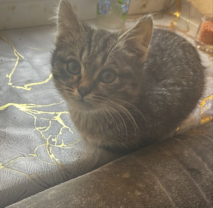 Отдам котят в добрые руки
