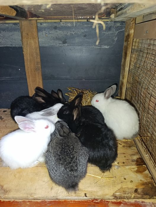 Quyon bolachala 40 kunli