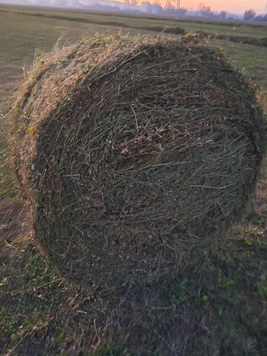 Vând baloti de lucernă coasa a 5