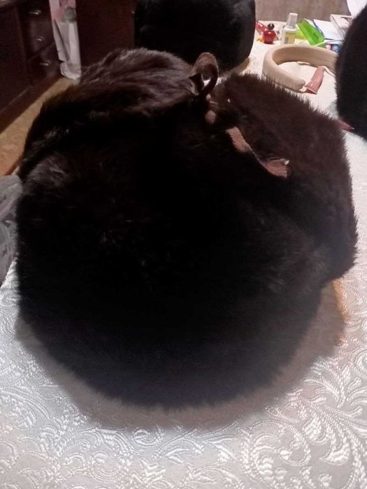 зимняя шапка ушанка.цвет черный мех из кролика.