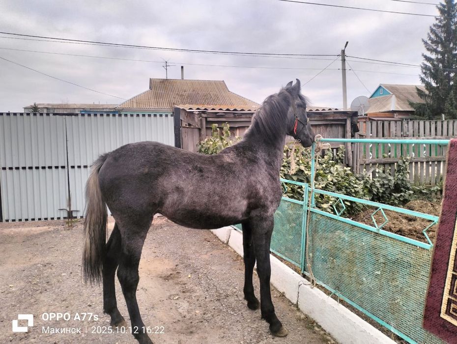 Продам Орловского жеребчика