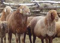Продам овец Аккольский район